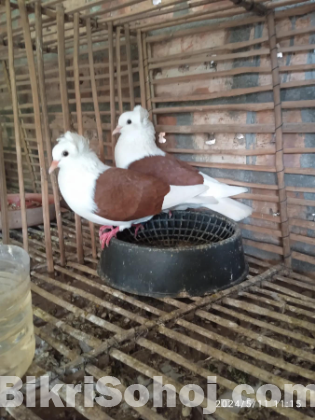 জারমান সিল রানিং